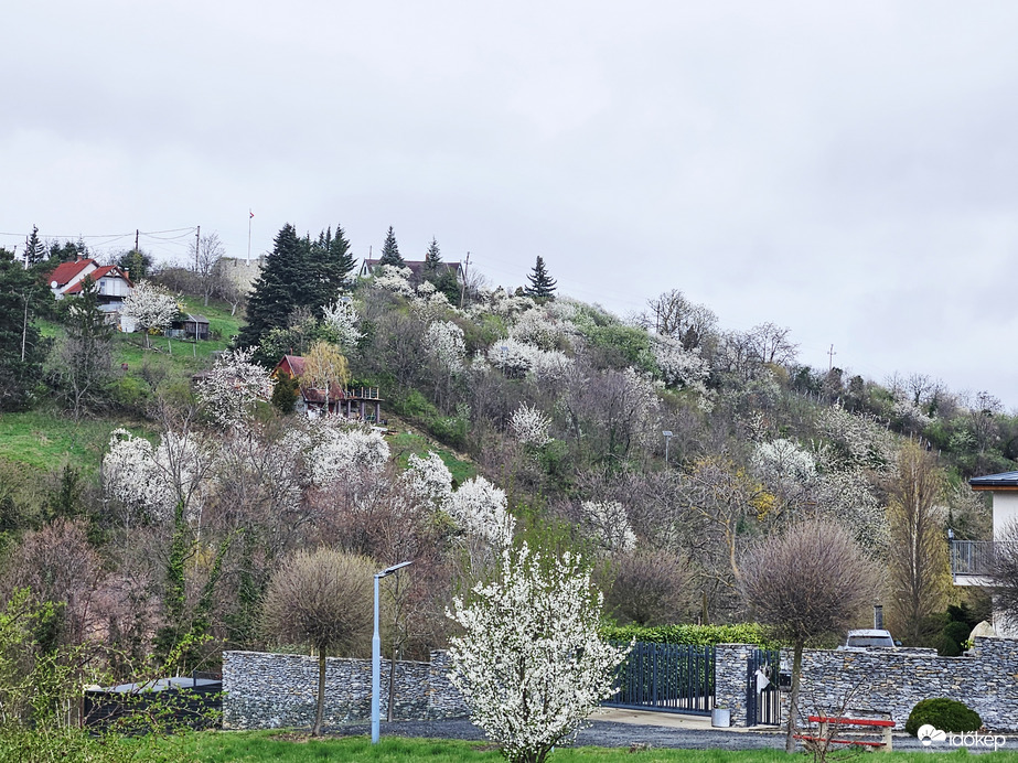 Kőszeg, viragzó fák a Királyvölgyben, a havazás előtt
