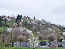 Kőszeg, viragzó fák a Királyvölgyben, a havazás előtt