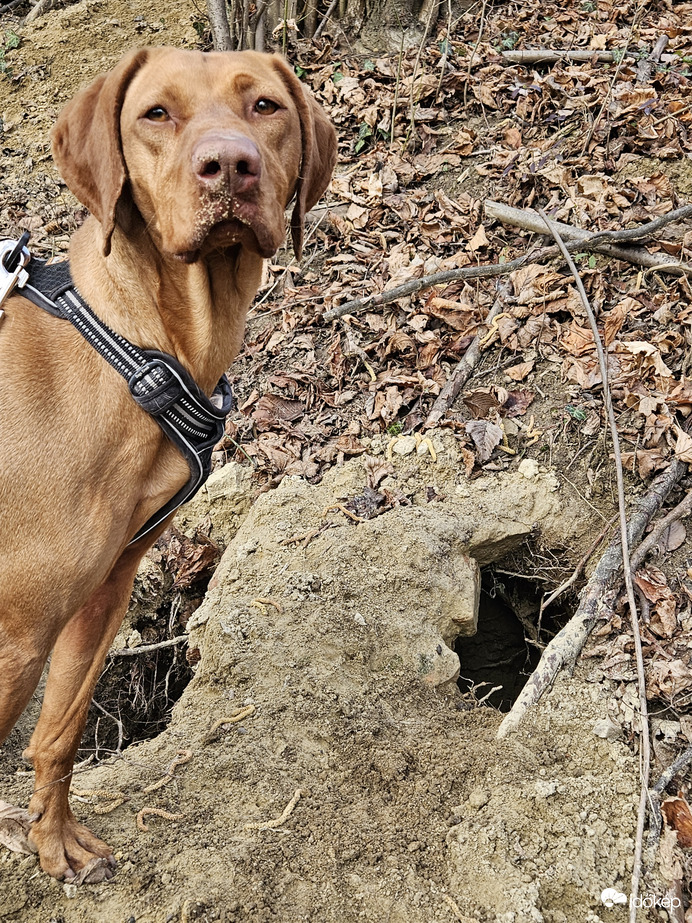 Vizsla és a rókavár