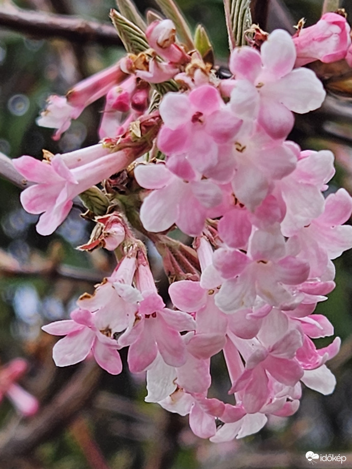 Tavaszi bangita virágzás