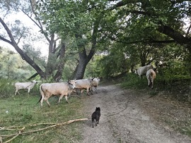 Hazaterelik a gulyát