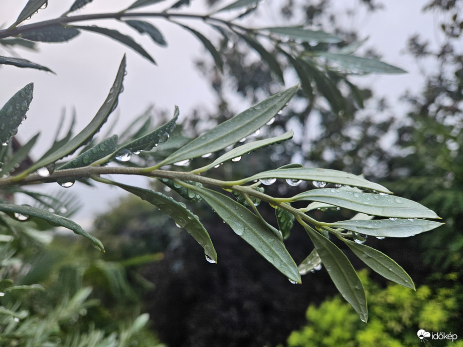 Eső után ágon ül a csepp