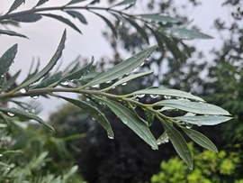 Eső után ágon ül a csepp