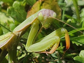 Imádkozik a jó időért