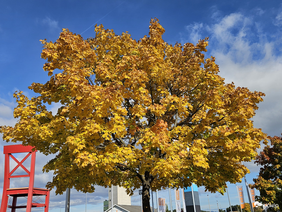 Sárga fa piros székkel  21. századi festő