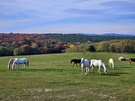 Természet- és állatbarátoknak szeretettel;)