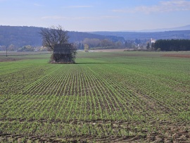Szépen iperedik az őszi vetés az esők után az Alpokalján