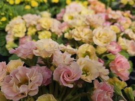 Primula új fantázia színben