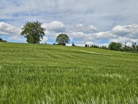 Alpokalja szeles, bárányfelhős
