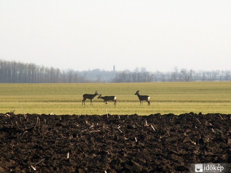 Perkáta