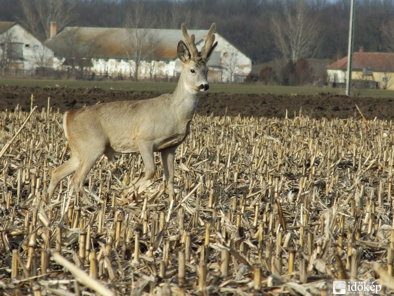 Perkáta