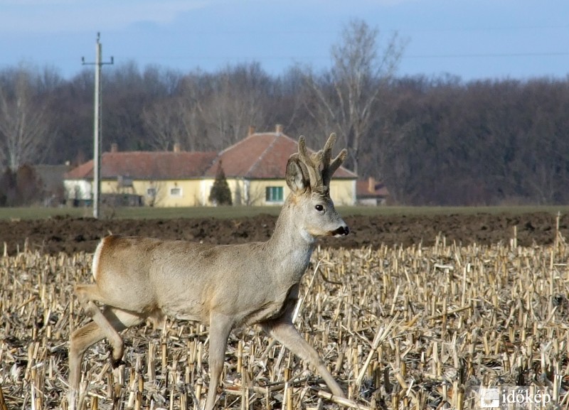 Perkáta
