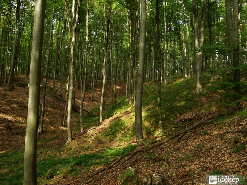 Természet fotózás