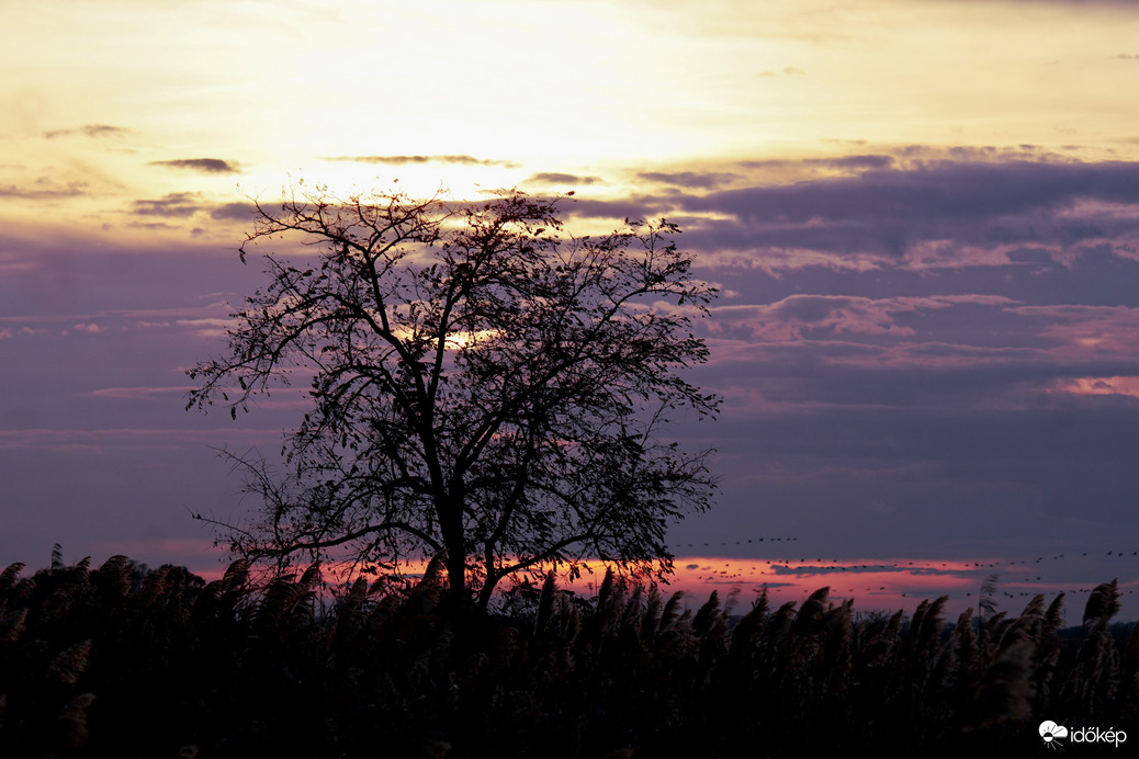 Naplemente háttérben darvakkal