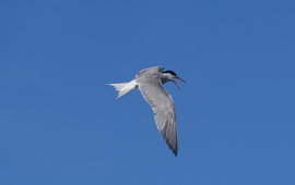 pildiko04