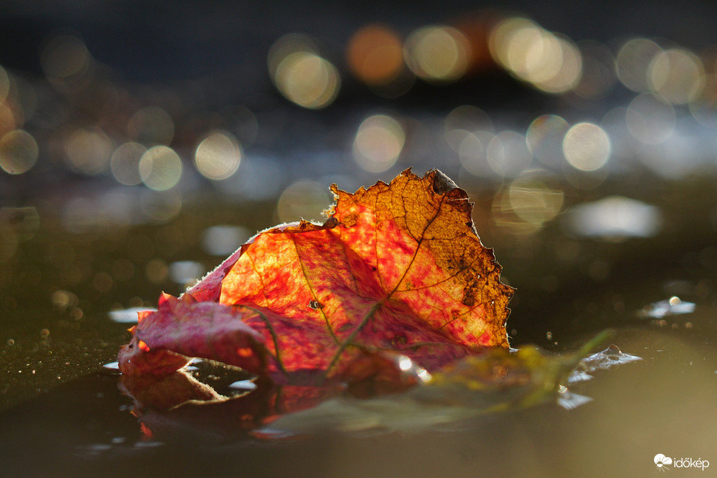 Szőlőlevél a víz tükrében