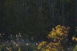 pildiko04