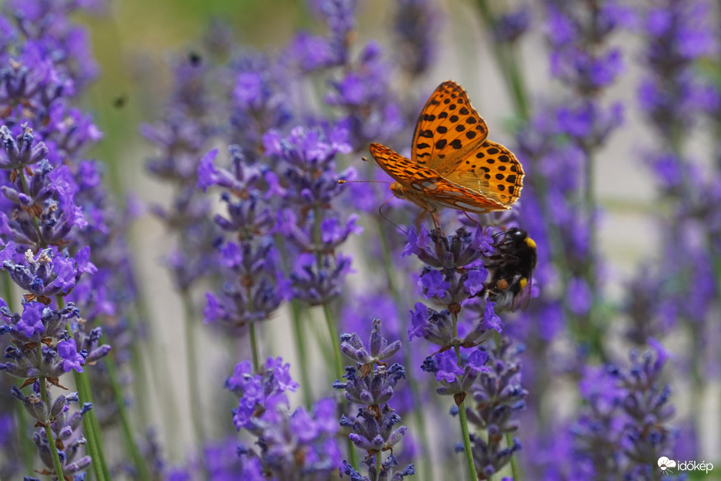 pildiko04