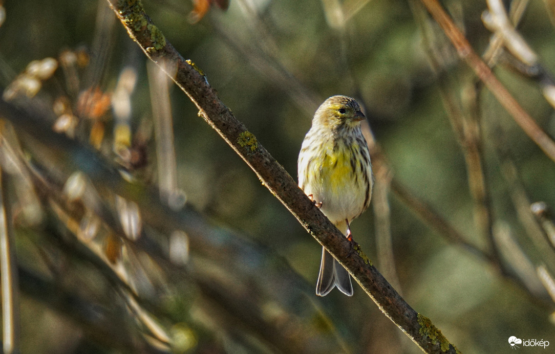 Mondd, hogy csíííz 