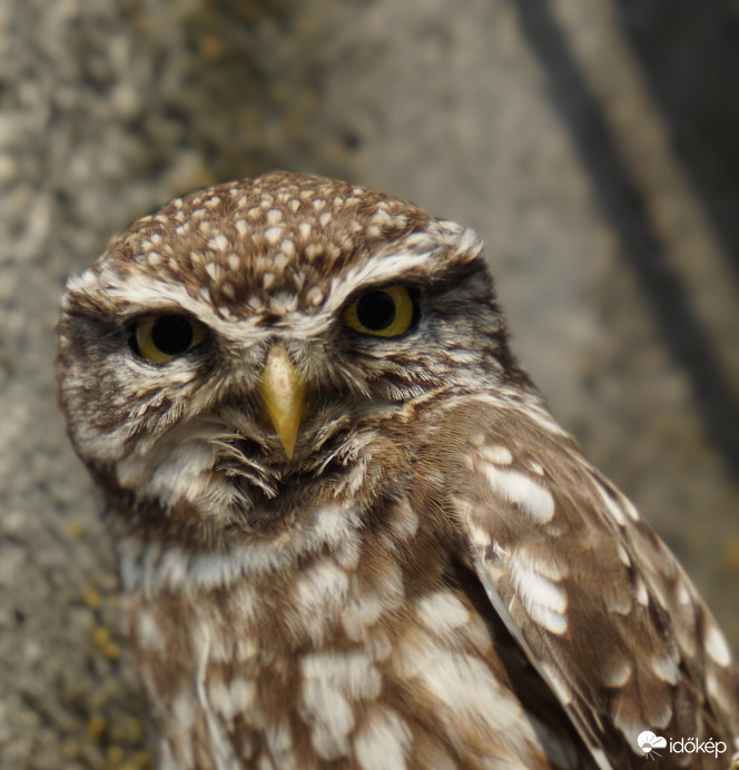 A kuvik is előbújt