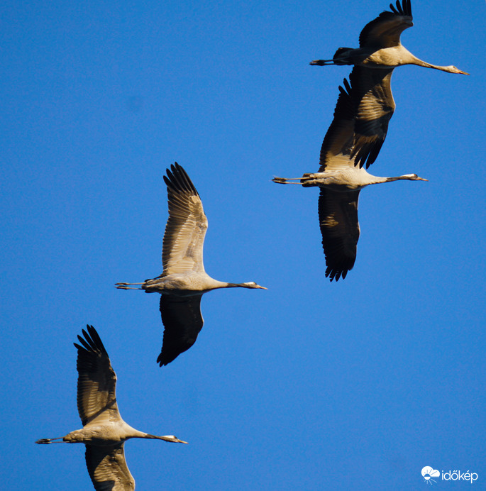 Darvak Bokros felett 2. 