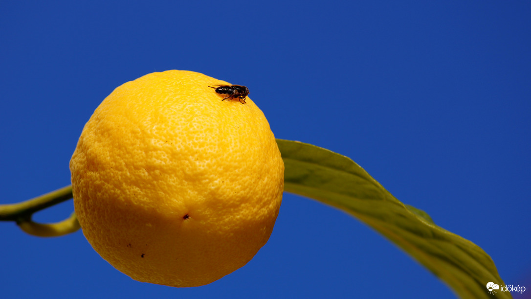 Citrom jéggel...őőő léggyel:)