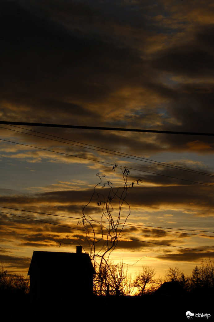 Dohányzó görcsös fűz :)