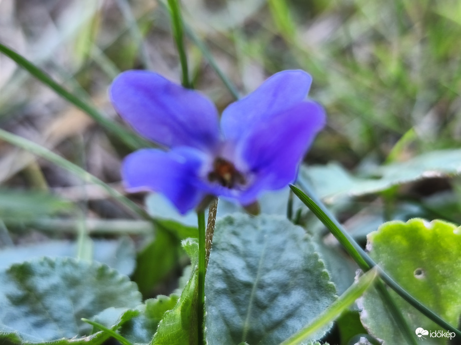 Őszi virágzás 