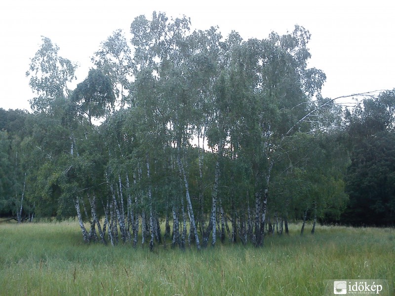 Nyírfák