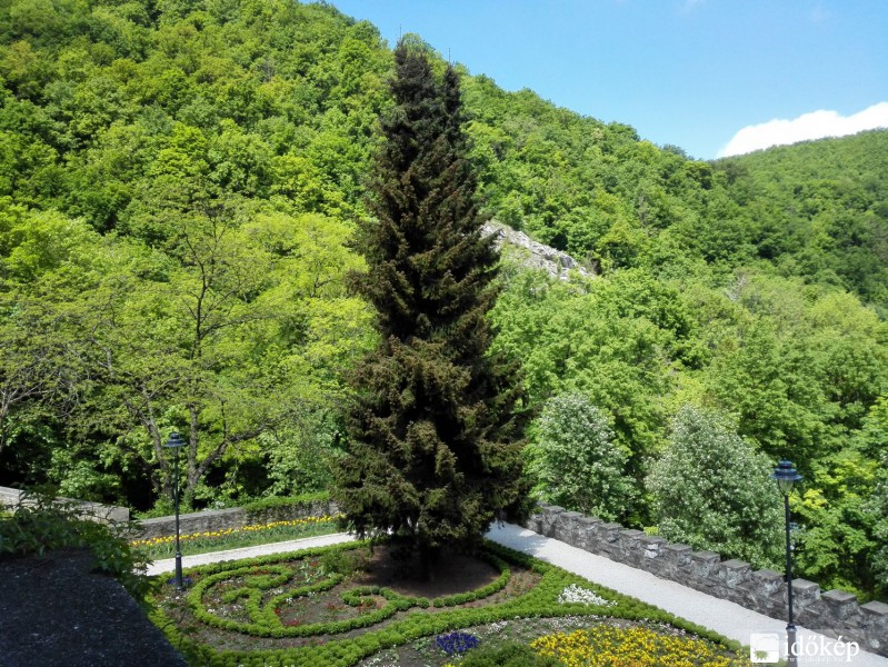 Fenyő a parkban