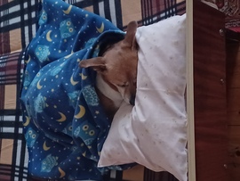 Buksi kutya délelőtti sziesztája