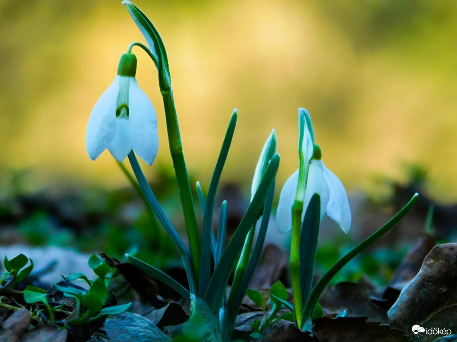 Hóvirágok a naplemente fényében