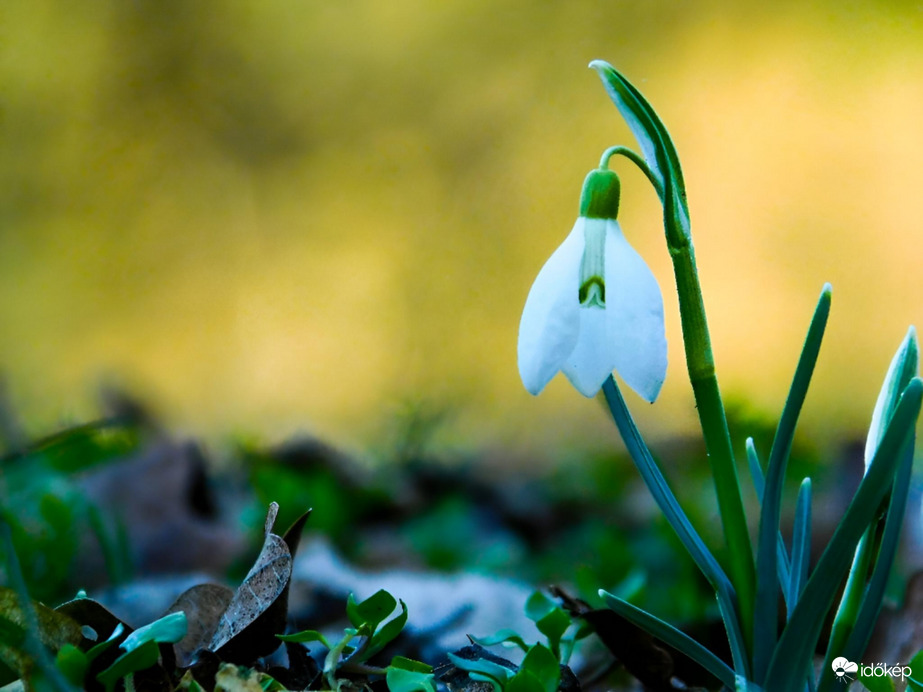 Hóvirágok a naplemente fényében