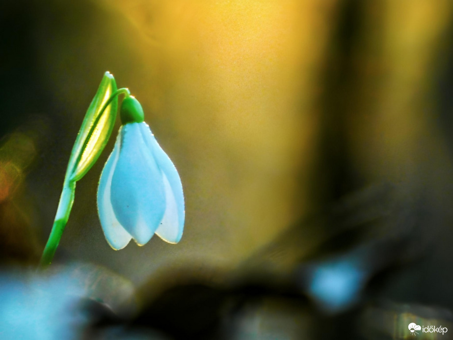 Hóvirágok a naplemente fényében