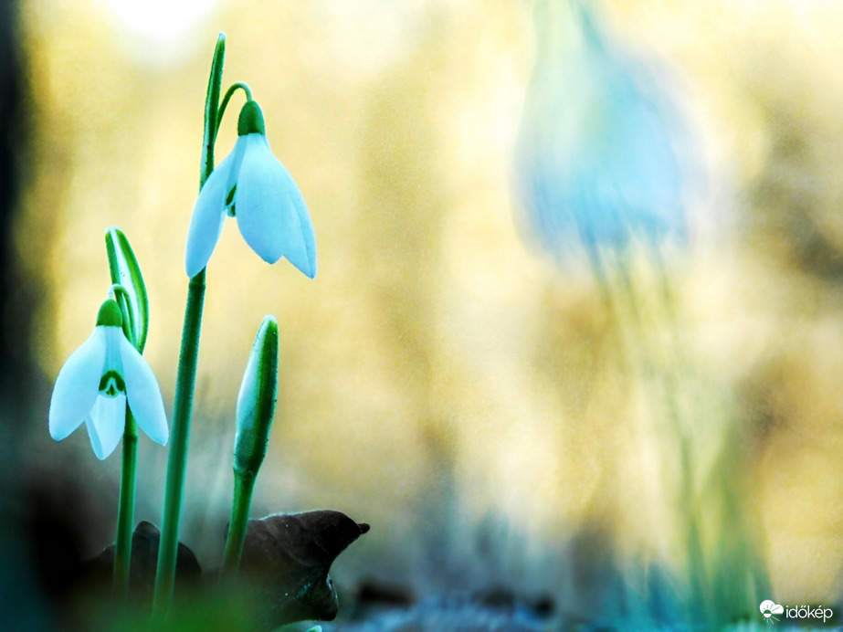 Hóvirágok a naplemente fényében