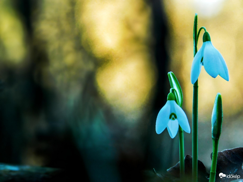 Hóvirágok a naplemente fényében
