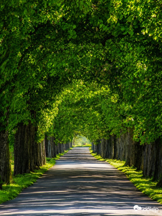 A lipóti vadgesztenyesor