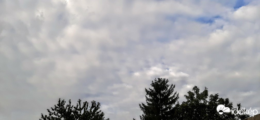 Szár
