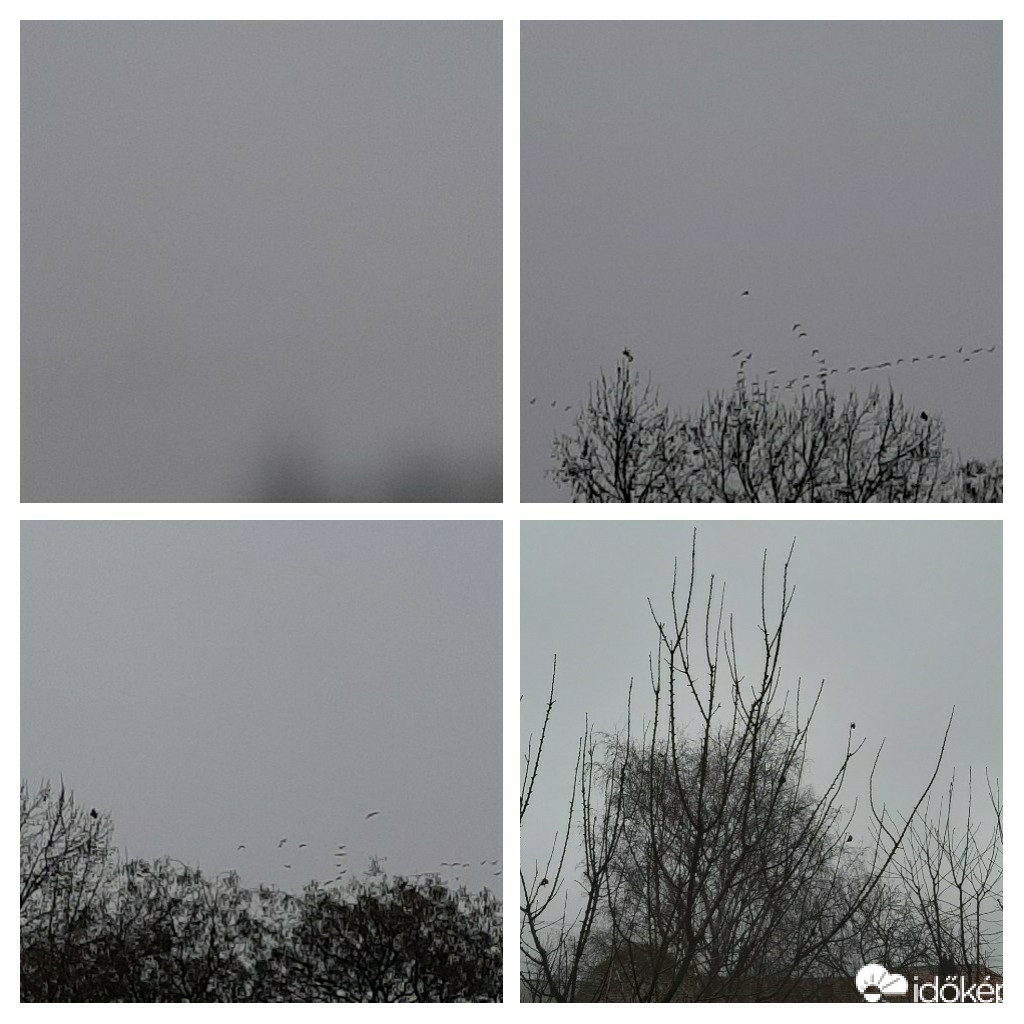 Szár