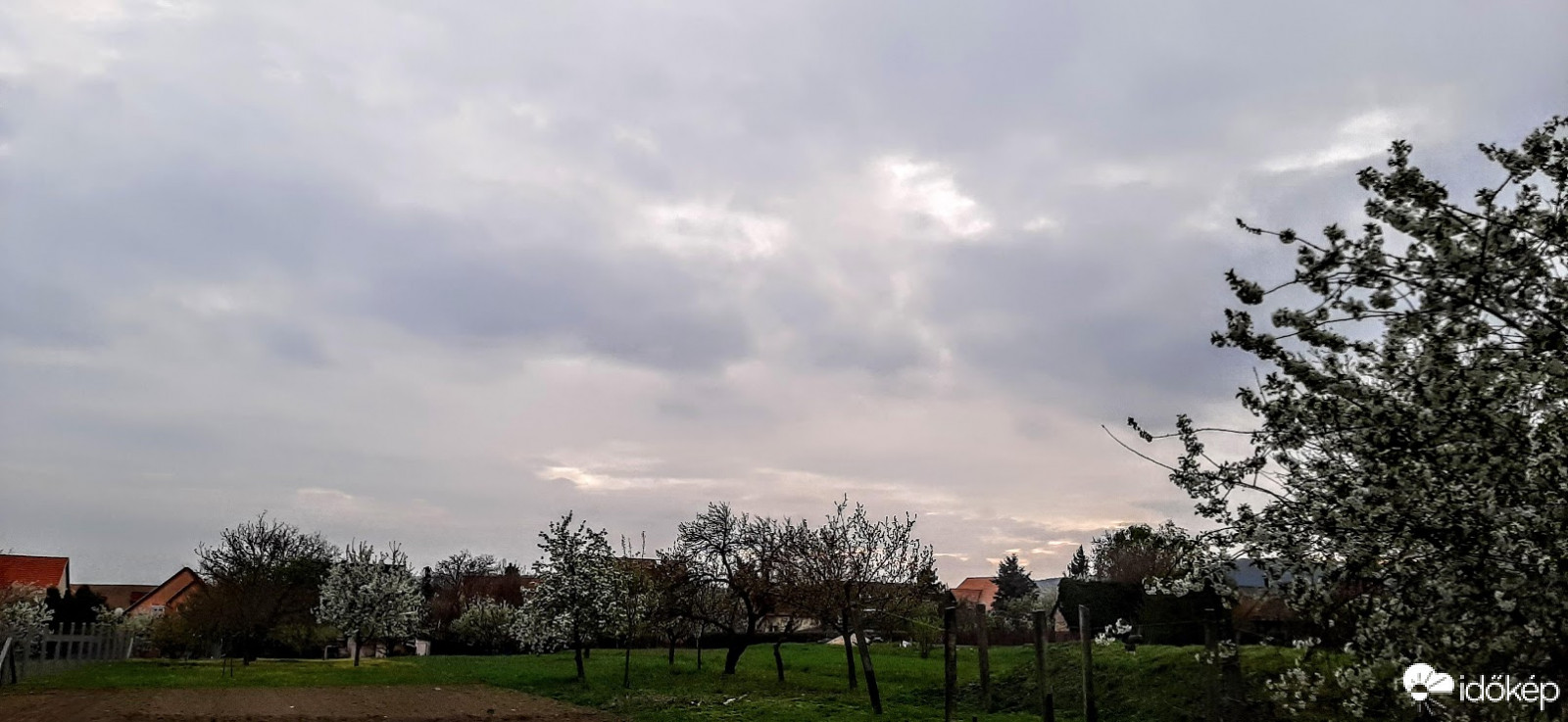 Szár