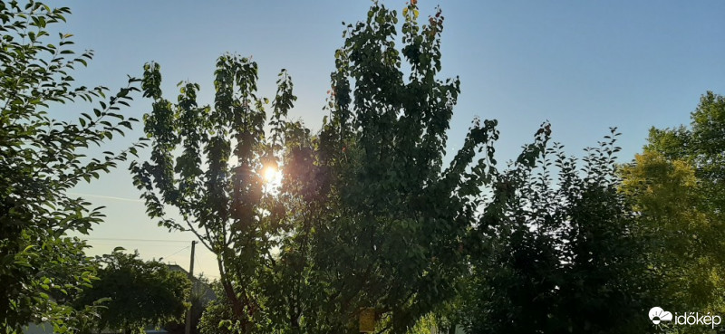 Szár
