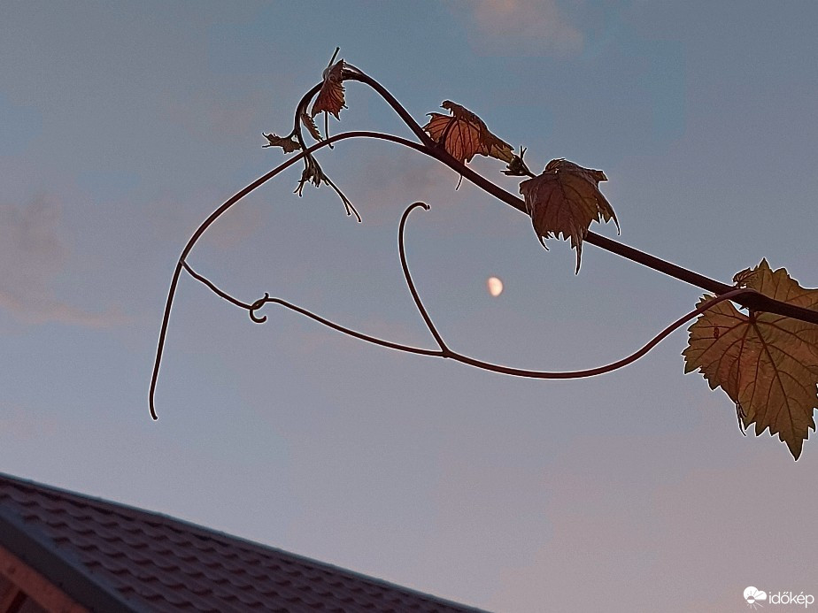 Szár