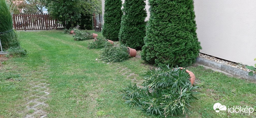Szár