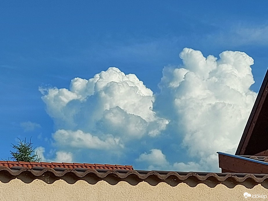 Szár