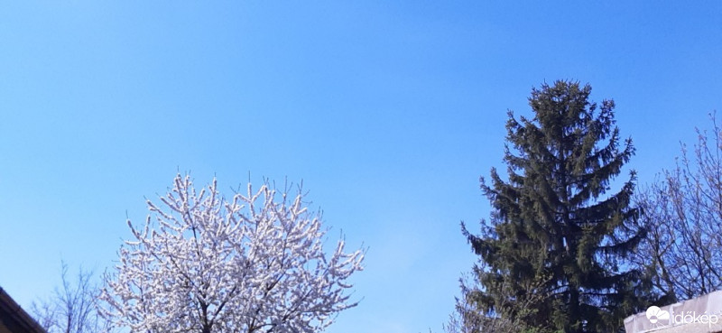 Szár