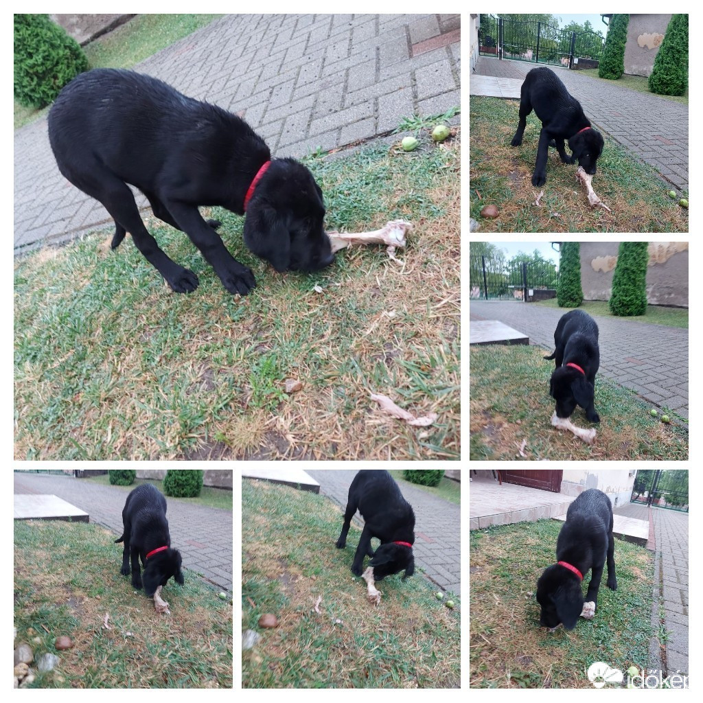 Szár
