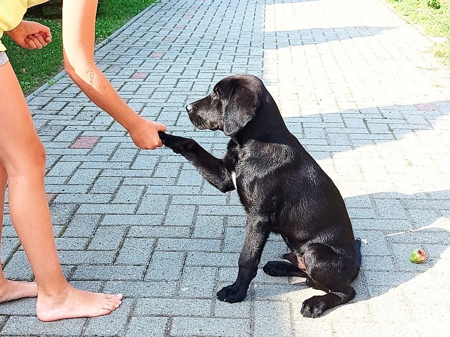 Szár