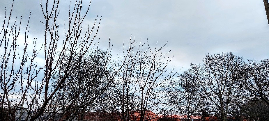 Szár