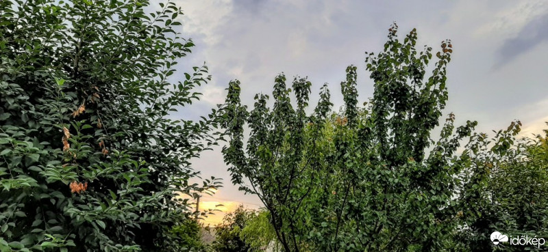 Szár
