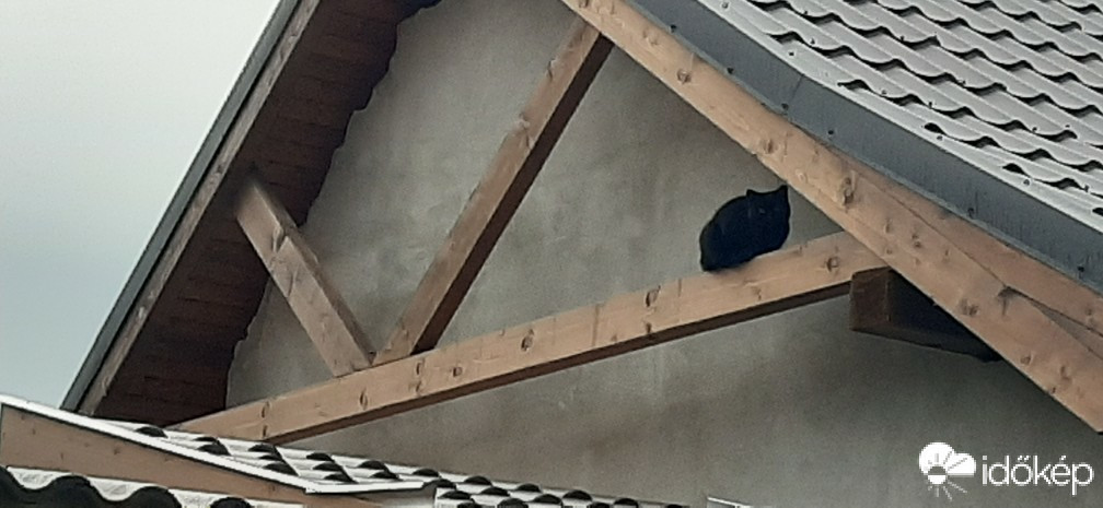 Szár